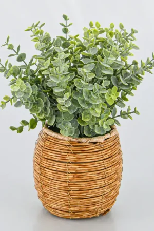 Dernière Chance Eucalyptus en pot